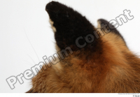  Red fox ear 0009.jpg